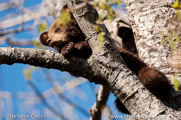 Black bear (Ursus americanus) cub, cinnamon phase, on a tree