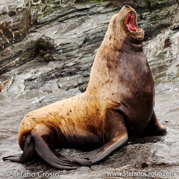 Steller sea lion (Eumetopias jubatus)